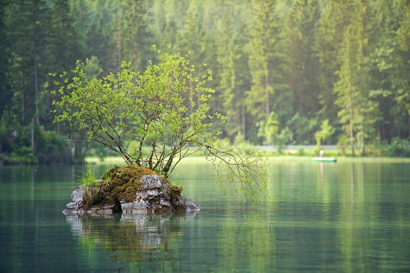 Forest App